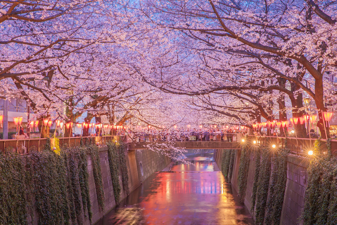 Cherry Blossom Season In Japan: Facts & When To Go - Explore Worldwide