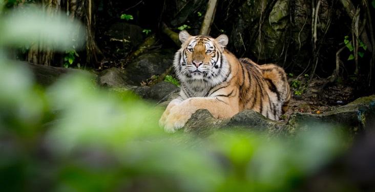 Animal Protection Policy