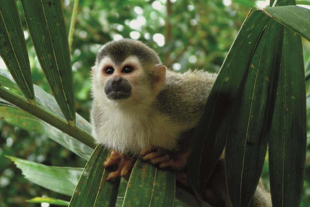 Costa Rica Monkey at Christmas