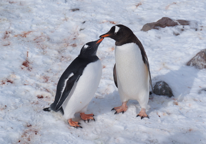 11 Facts About Polar Bears And Penguins Explore