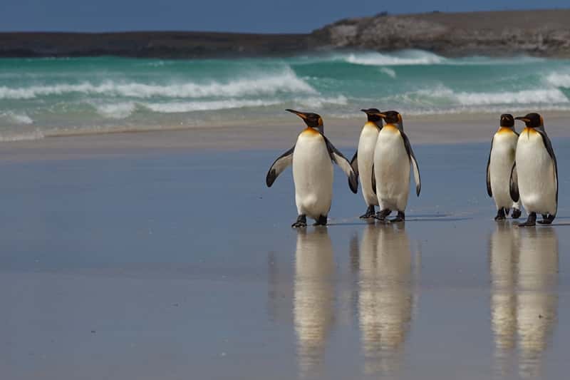 Falkland Islands Tours Small Group Expeditions Explore Worldwide   Falkland Thumbnail 