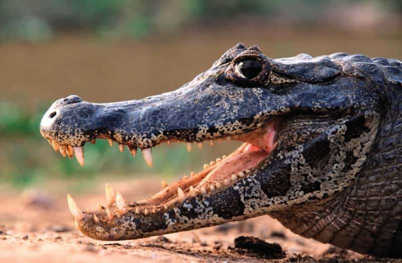 Guyana Holidays & Tours