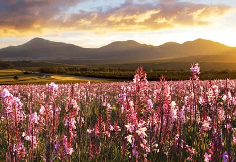 New Beyond trips The Cape Flowers South Africa