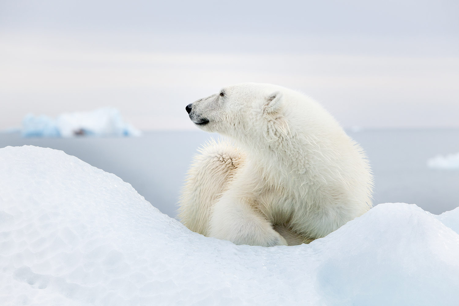 Svalbard in Depth | Arctic Polar Voyages - Explore