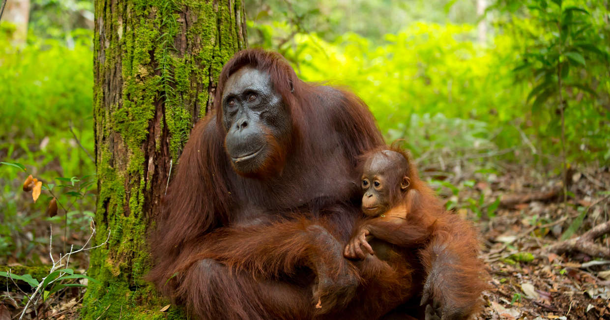 tourhub | Explore! | Borneo Wildlife Highlights | MAB