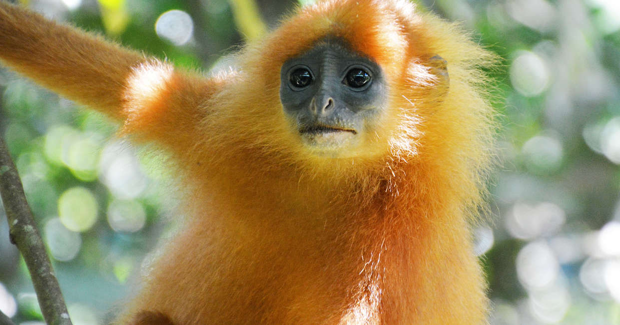 tourhub | Explore! | Borneo Wildlife Highlights | MAB