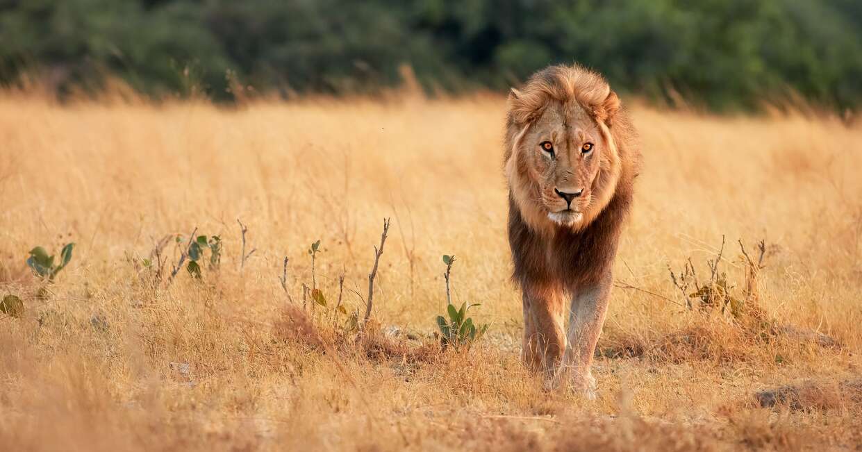 tourhub | Explore! | Botswana Wildlife Safari | BW