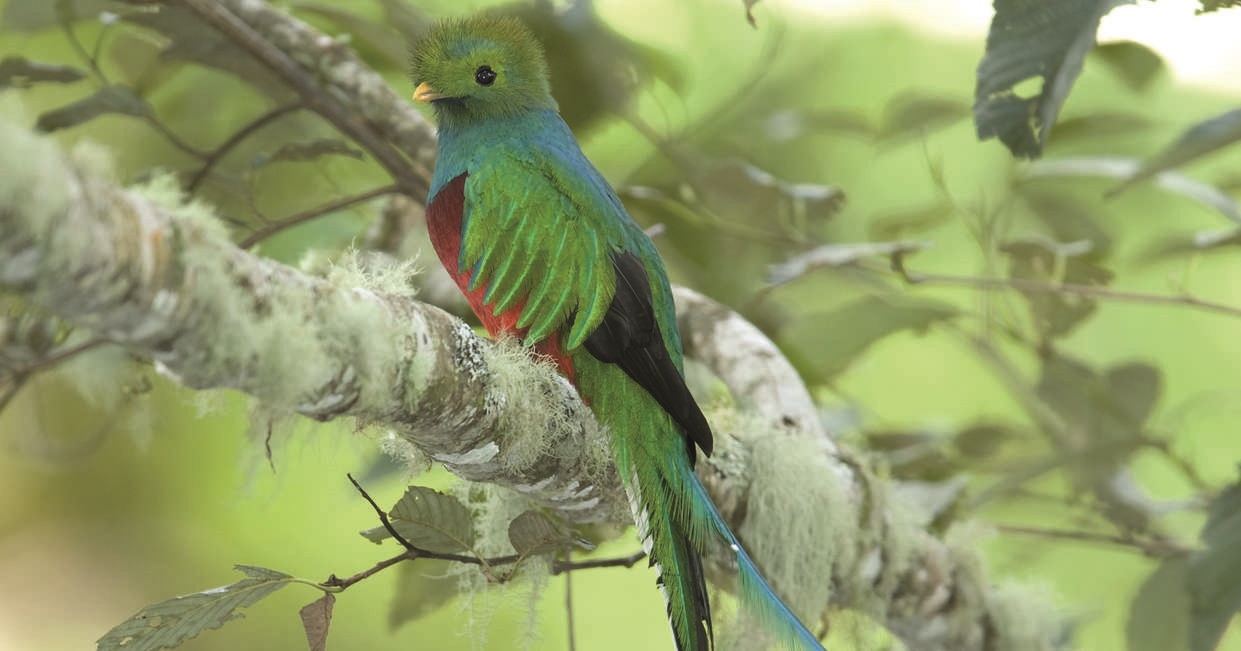 tourhub | Explore! | Costa Rica Wildlife Tour | CC
