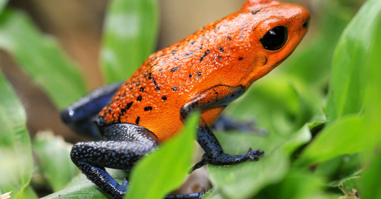 tourhub | Explore! | Costa Rica Wildlife Tour 