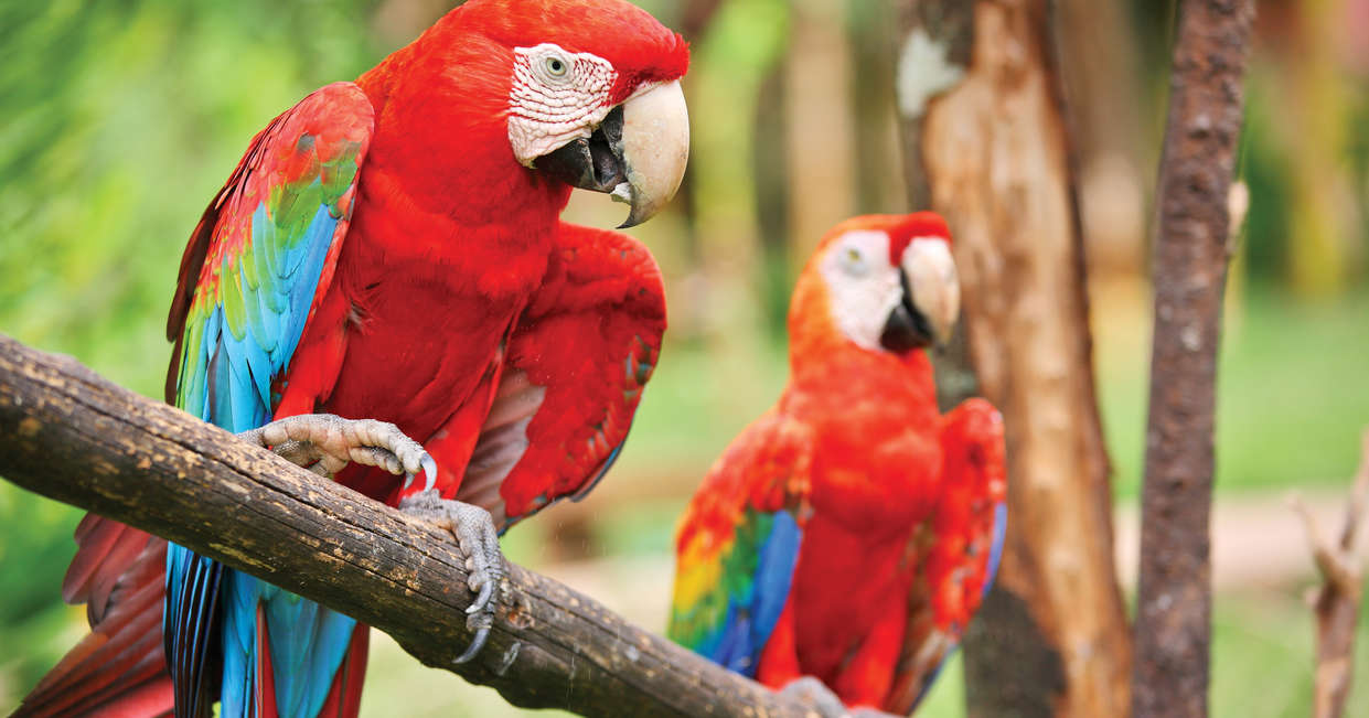 tourhub | Explore! | Costa Rica Wildlife Tour 