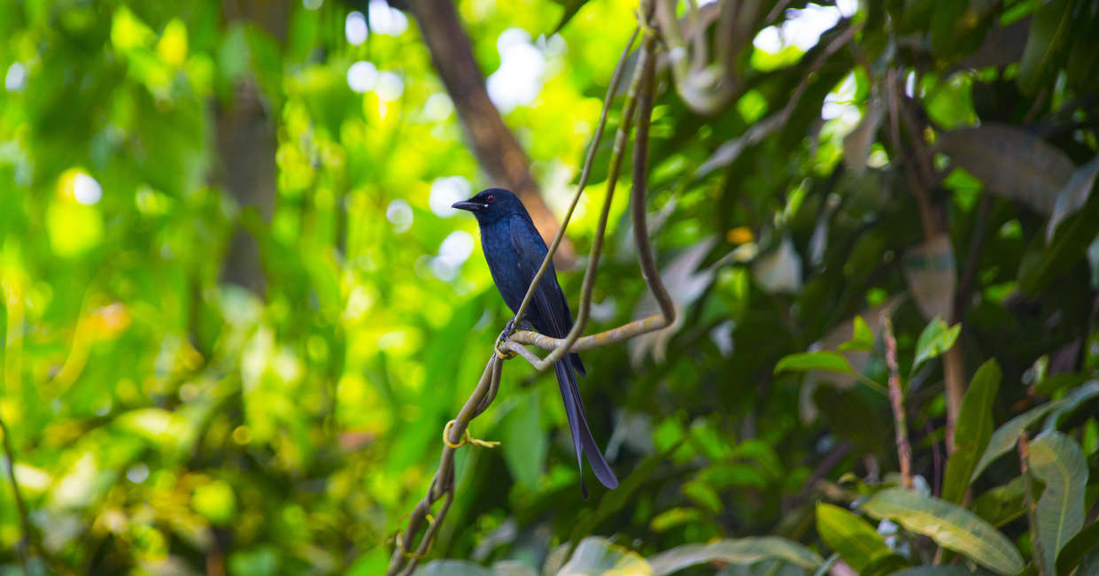 Asian fairy bluebird, Kerala