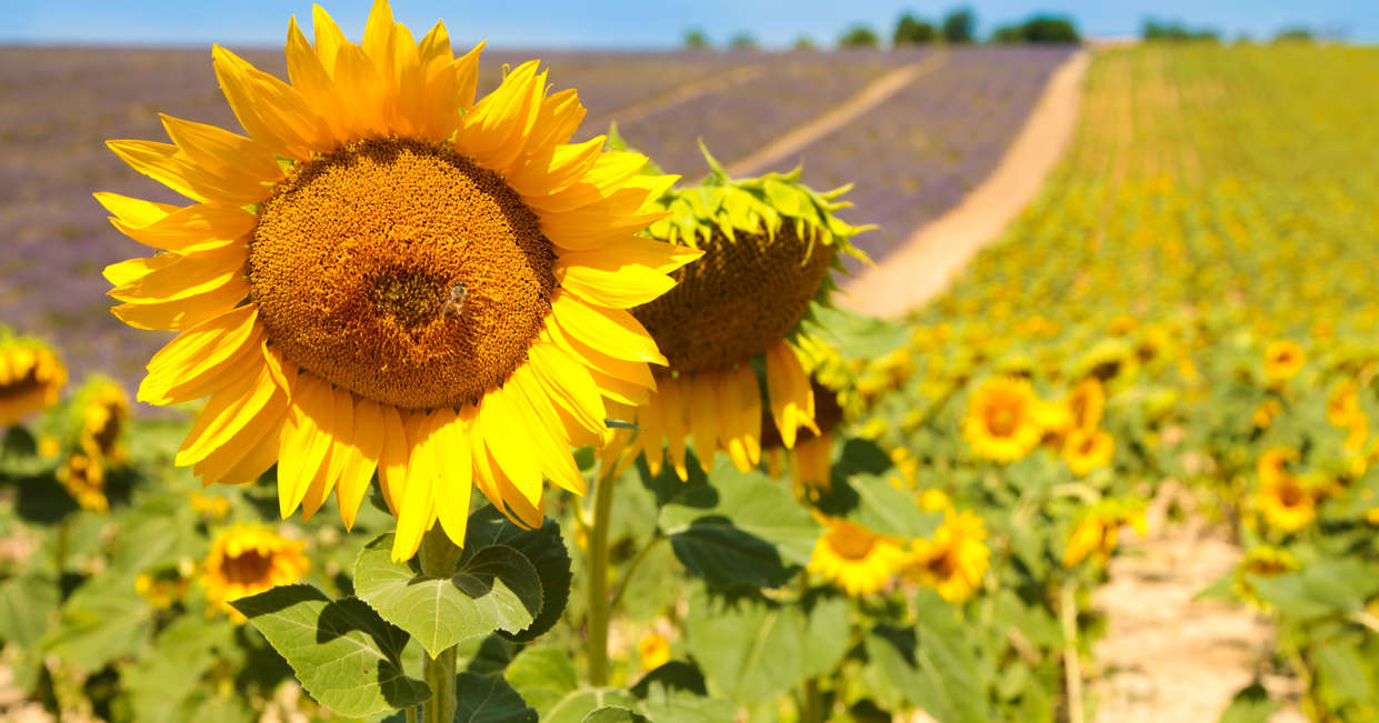 tourhub | Explore! | Cycle Provence 