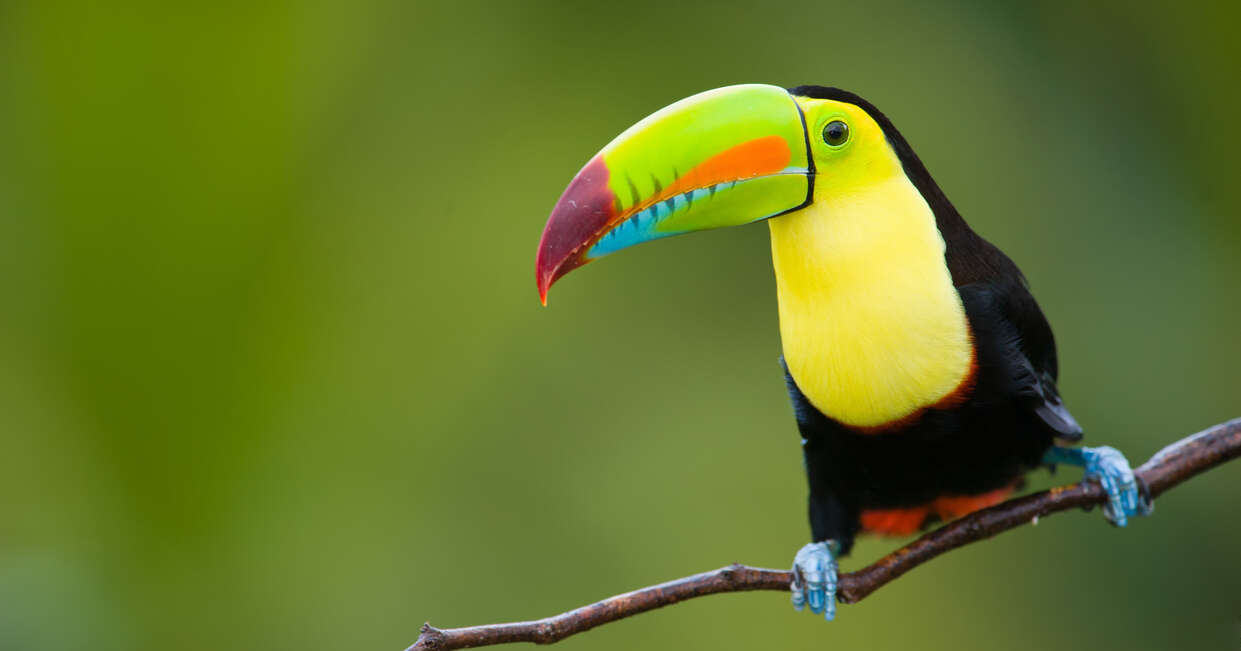 tourhub | Explore! | Upgraded - Costa Rica Wildlife 