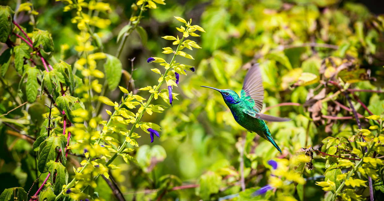 tourhub | Explore! | Family Costa Rica Highlights 