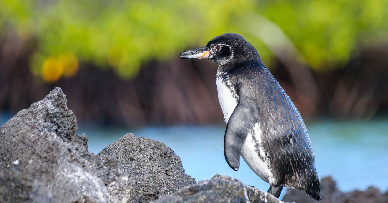 tourhub | Explore! | Galapagos - Central, West & East Islands aboard the Archipel I 