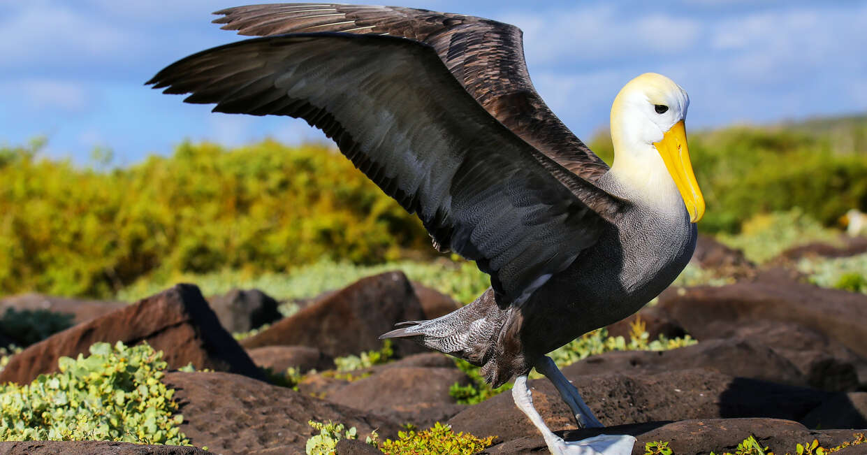 tourhub | Explore! | Galapagos - Central, North, South and East Islands aboard the Archipel I 