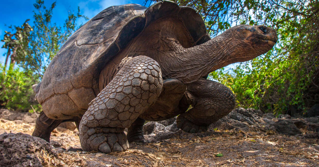 tourhub | Explore! | Galapagos Express - Central & West Islands aboard the Archipel I 