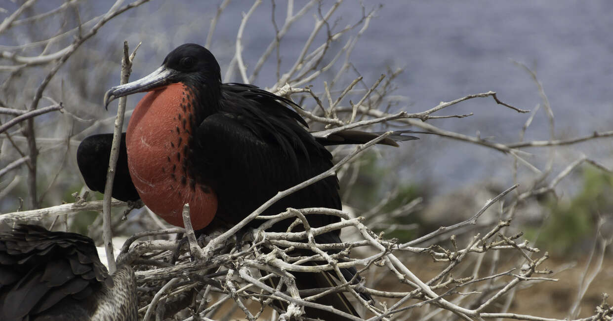 tourhub | Explore! | Galapagos - Central, North, South and East Islands aboard the Archipel I 