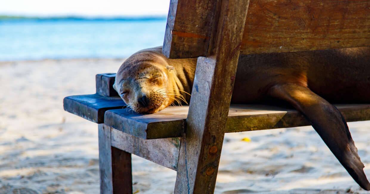 tourhub | Explore! | Galapagos Express - Central, South & East Islands aboard the Archipel I 