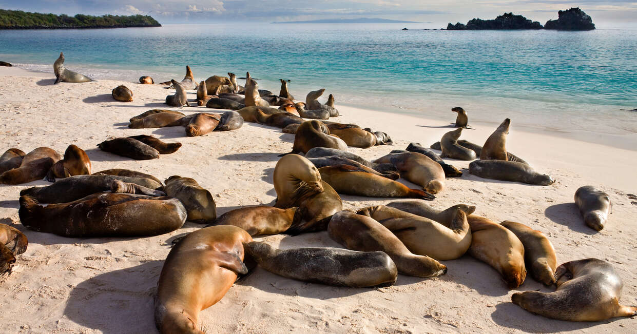 tourhub | Explore! | Galapagos - Central & West Islands aboard the Treasure 