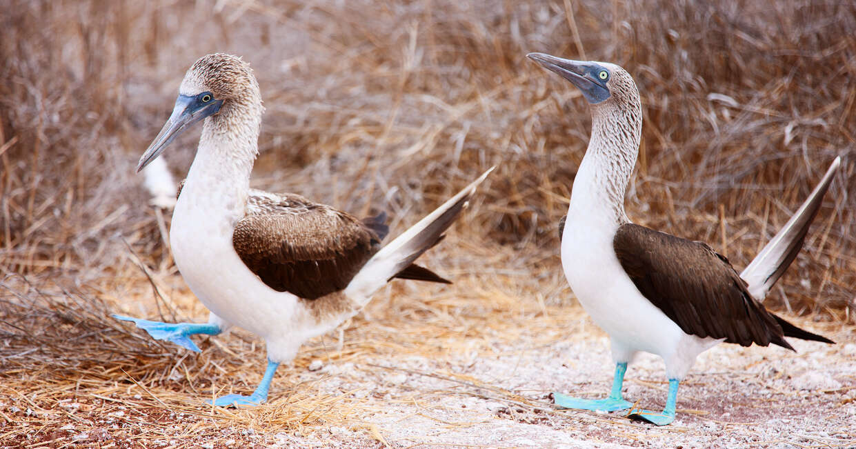 tourhub | Explore! | Galapagos - Central & West Islands aboard the Treasure 