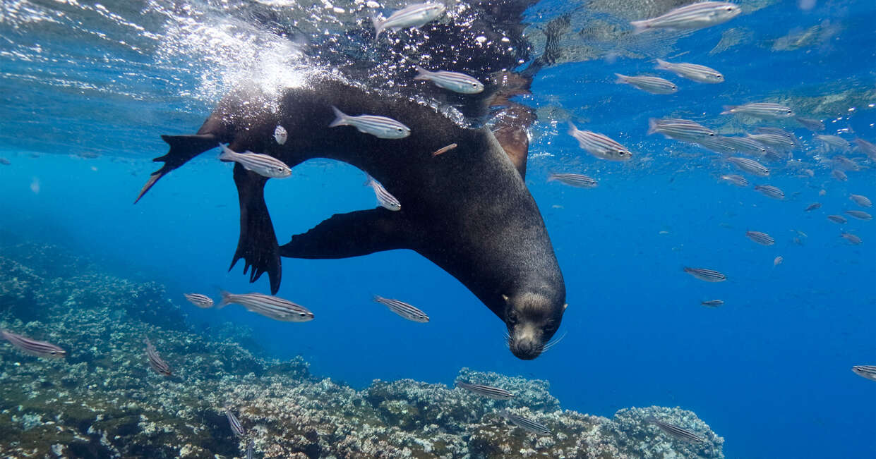 tourhub | Explore! | Galapagos - Central, South & East Islands aboard the Archipel I 