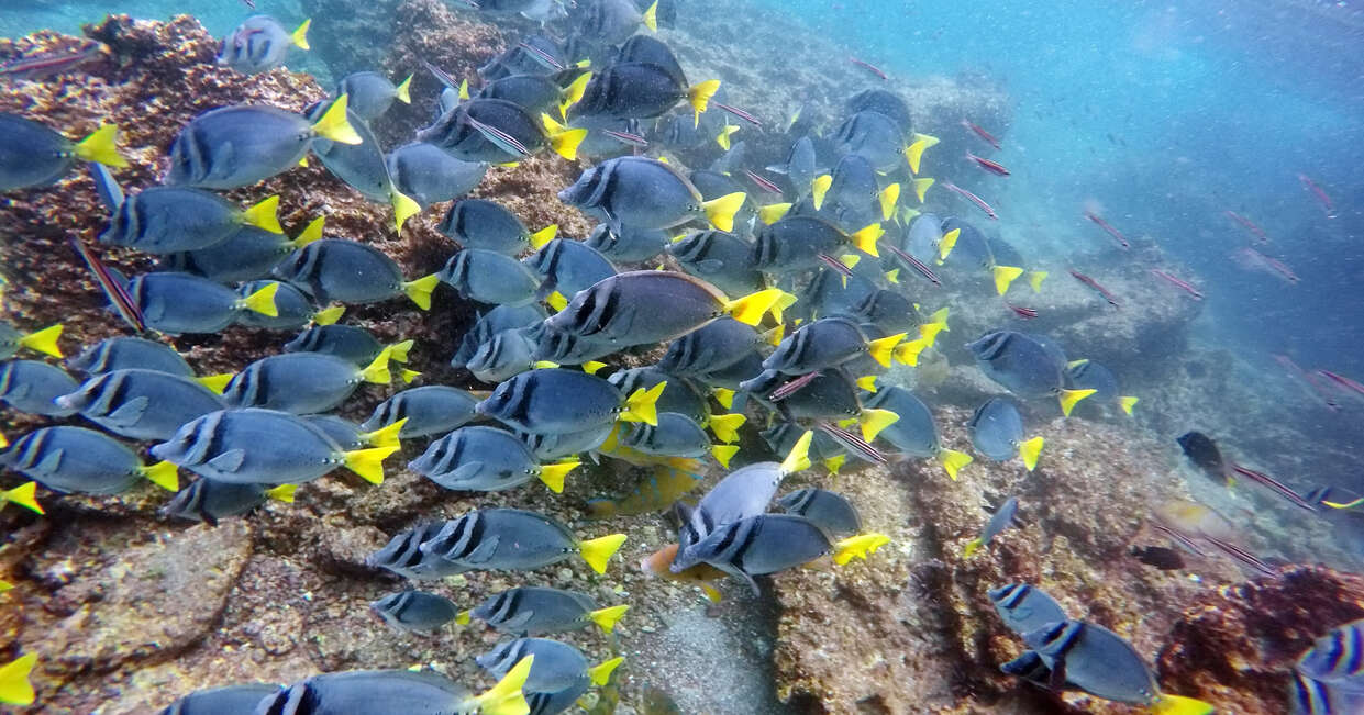 tourhub | Explore! | Galapagos - Central & West Islands aboard the Treasure 