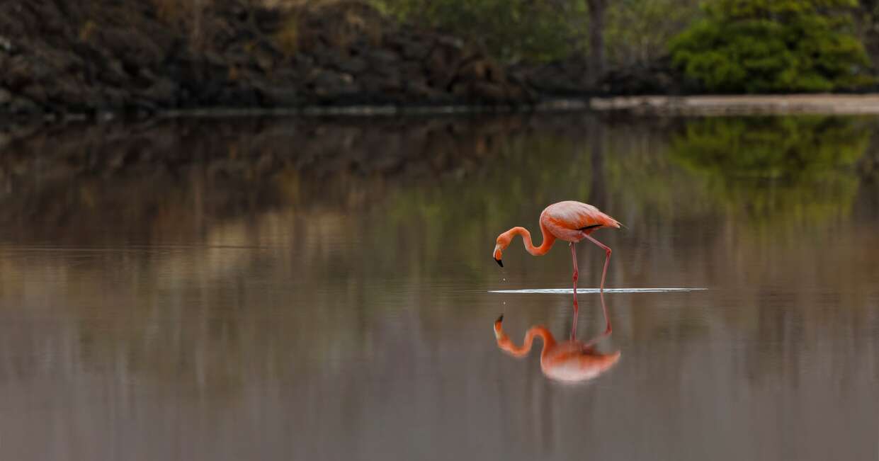 tourhub | Explore! | Galapagos - Central, North, South and East Islands aboard the Archipel I 