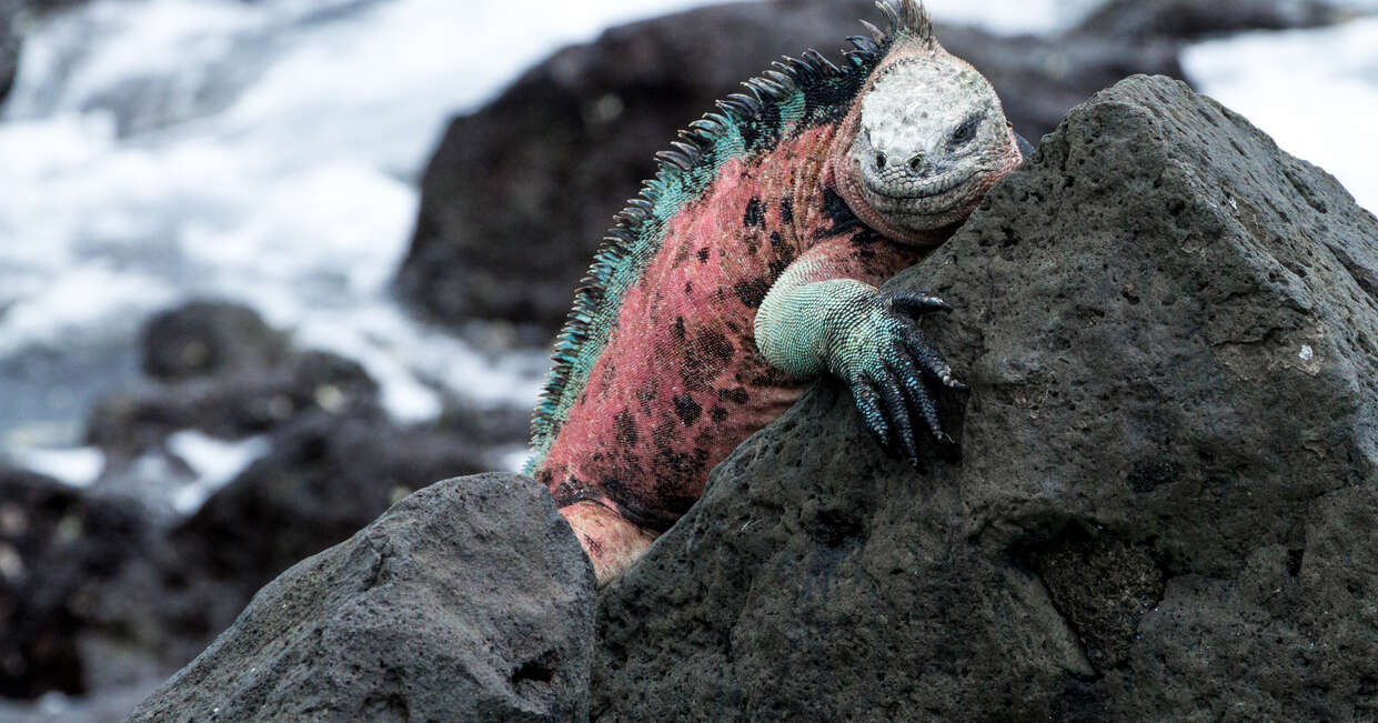 tourhub | Explore! | Galapagos Express - Central & West Islands aboard the Archipel I 