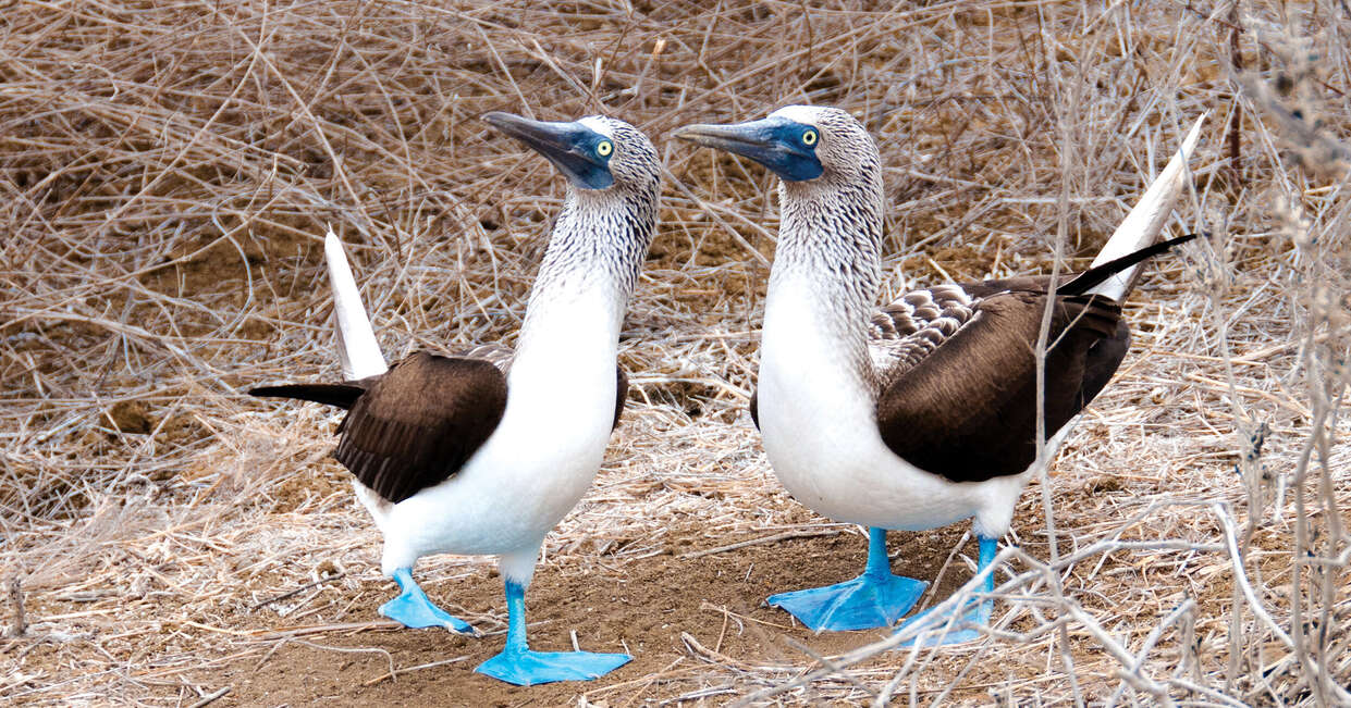 tourhub | Explore! | Galapagos Express - Central & West Islands aboard the Archipel I 