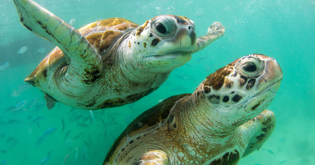 tourhub | Explore! | Galapagos Express - Central, South & East Islands aboard the Archipel I 