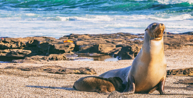 Galapagos - Central & West Islands aboard the Treasure - Explore