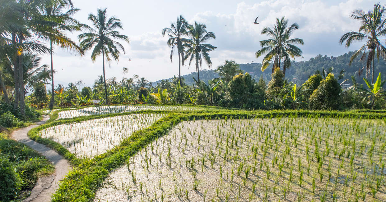 Traditional rice paddy in Munduk