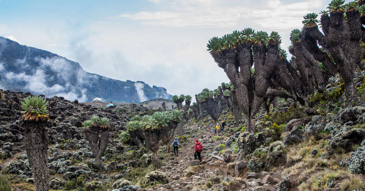 tourhub | Explore! | Kilimanjaro - Rongai Trek 