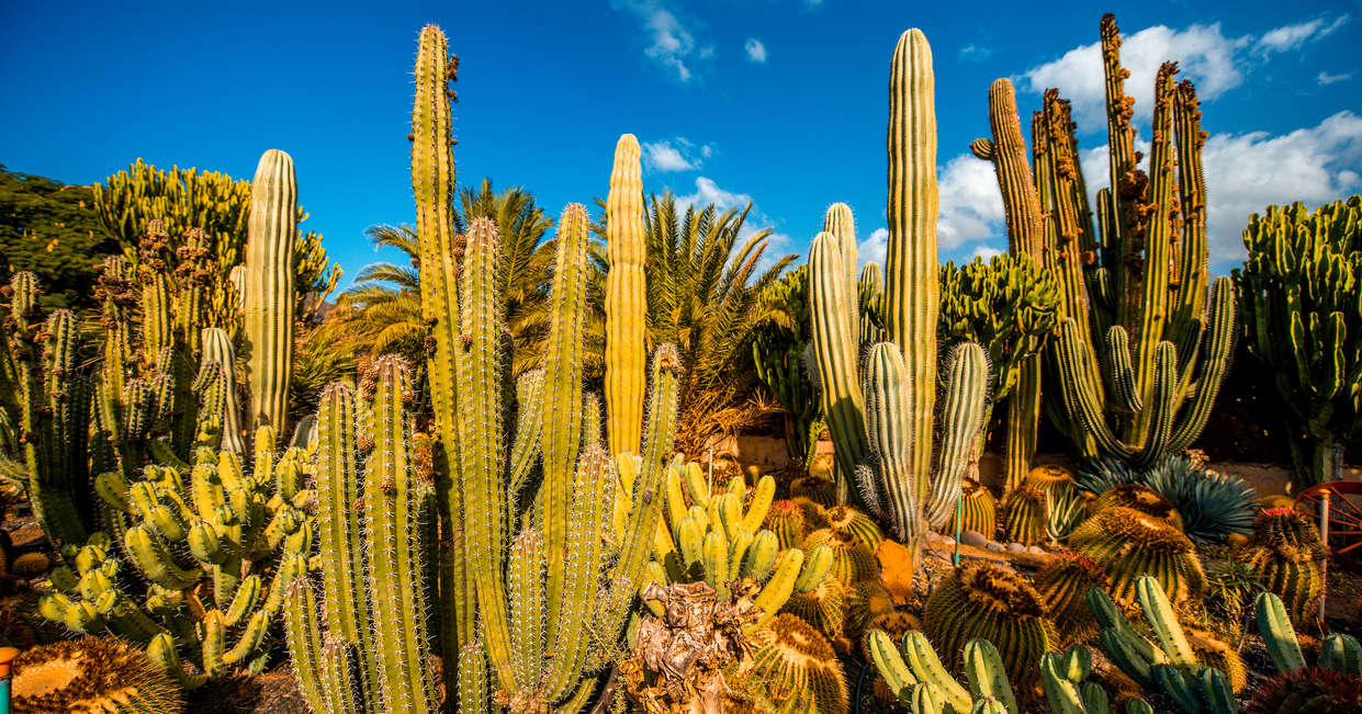 tourhub | Explore! | Canary Islands Walking - Gran Canaria 