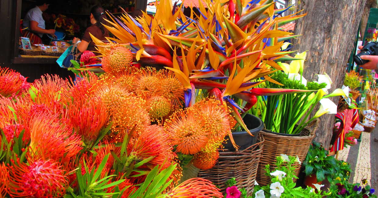 Tropical flowers in Funchal Market