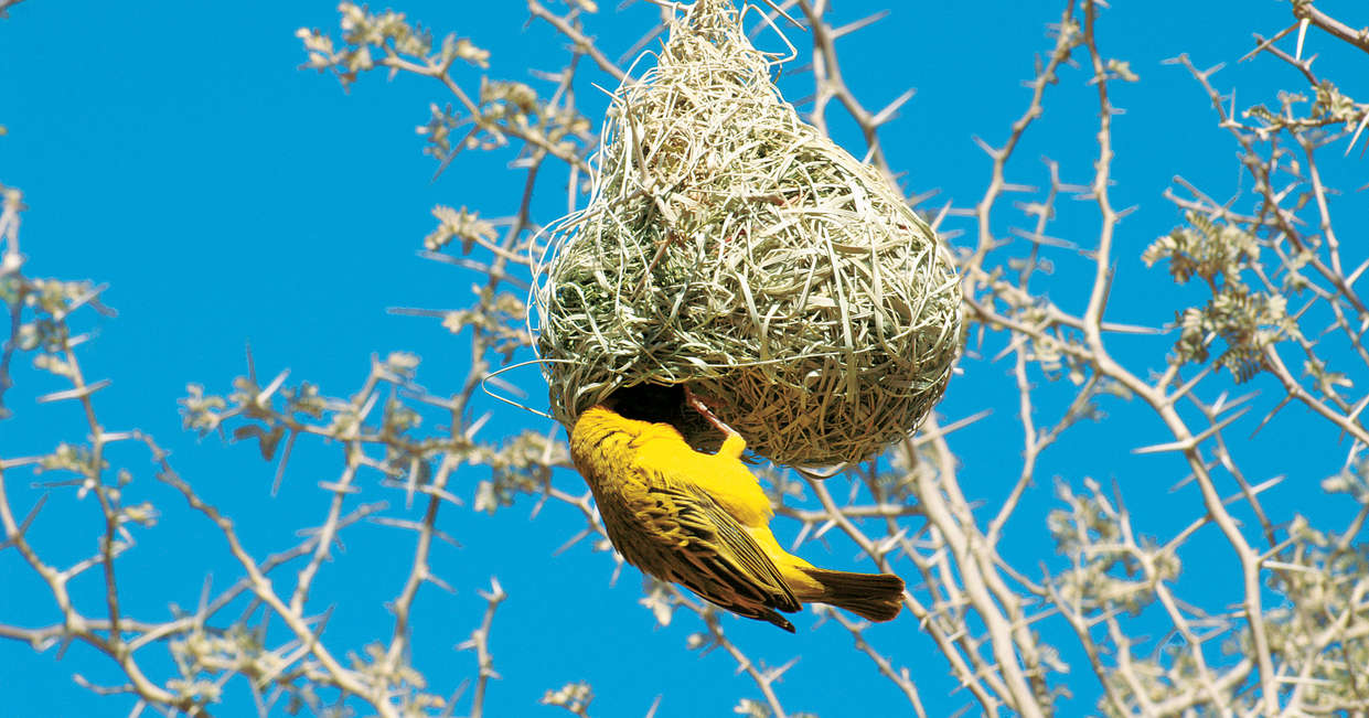 tourhub | Explore! | Namibia Lodge Safari 