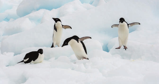 The Antarctic Peninsula and Weddell Sea Voyage - Explore