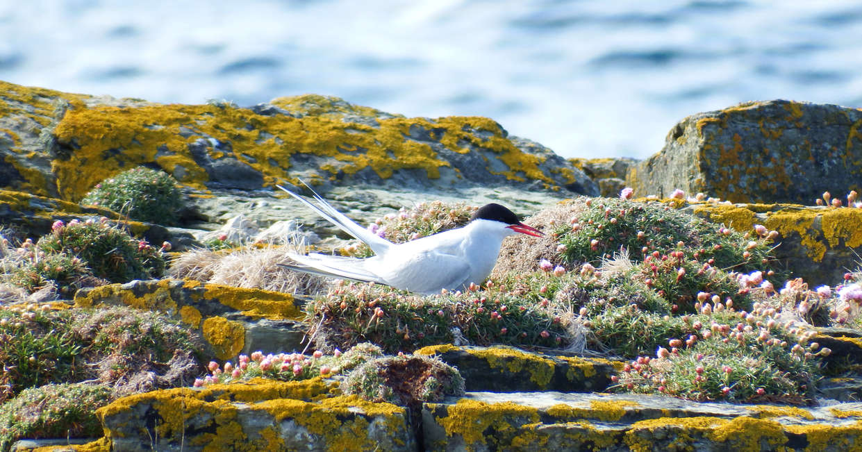 Arctic Tern resting at Brough of Birsay