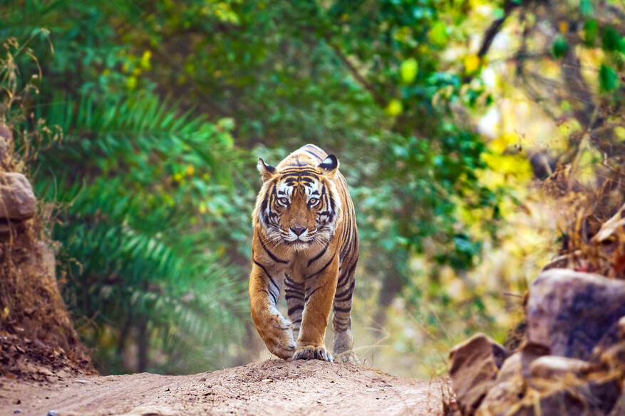 Bengal tiger walking through Ranthambore National Park