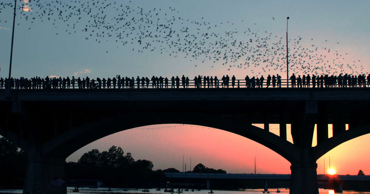 Bat flight in Austin