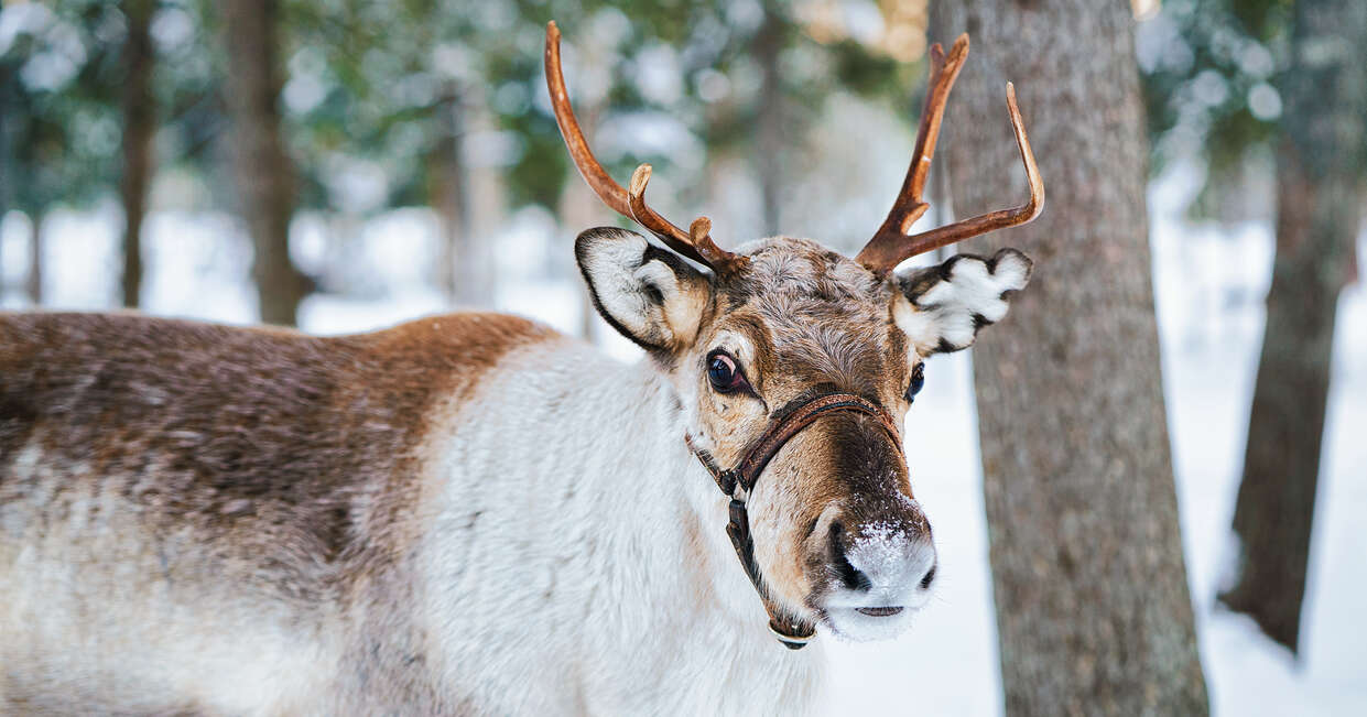 tourhub | Explore! | Finnish Lapland Winter Adventure 