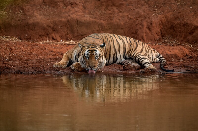 tourhub | Explore! | India Tiger Safari 