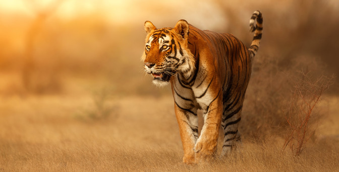 tourhub | Explore! | India Tiger Safari 