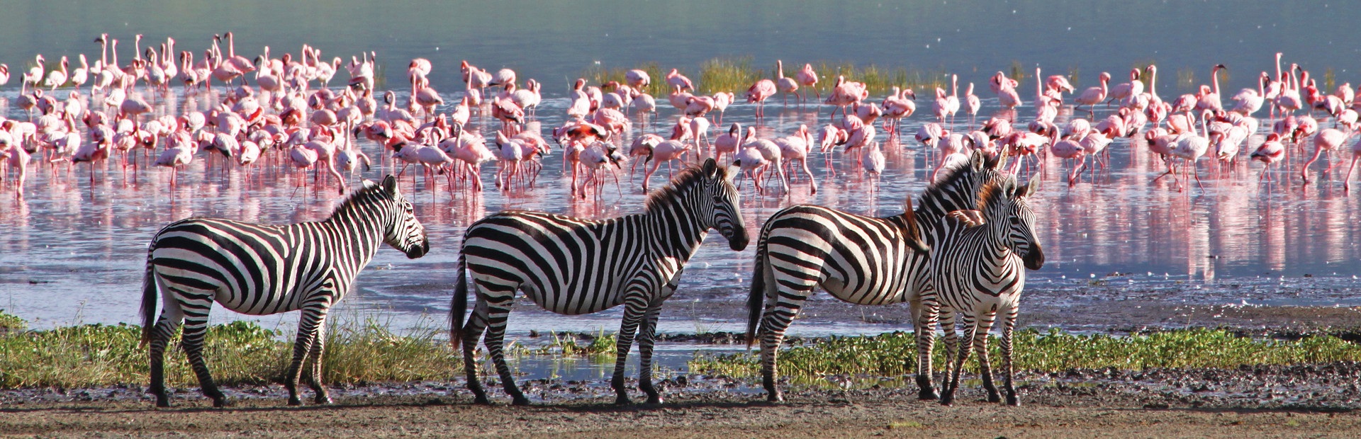 Climb Mount Kilimanjaro and Safari - Explore