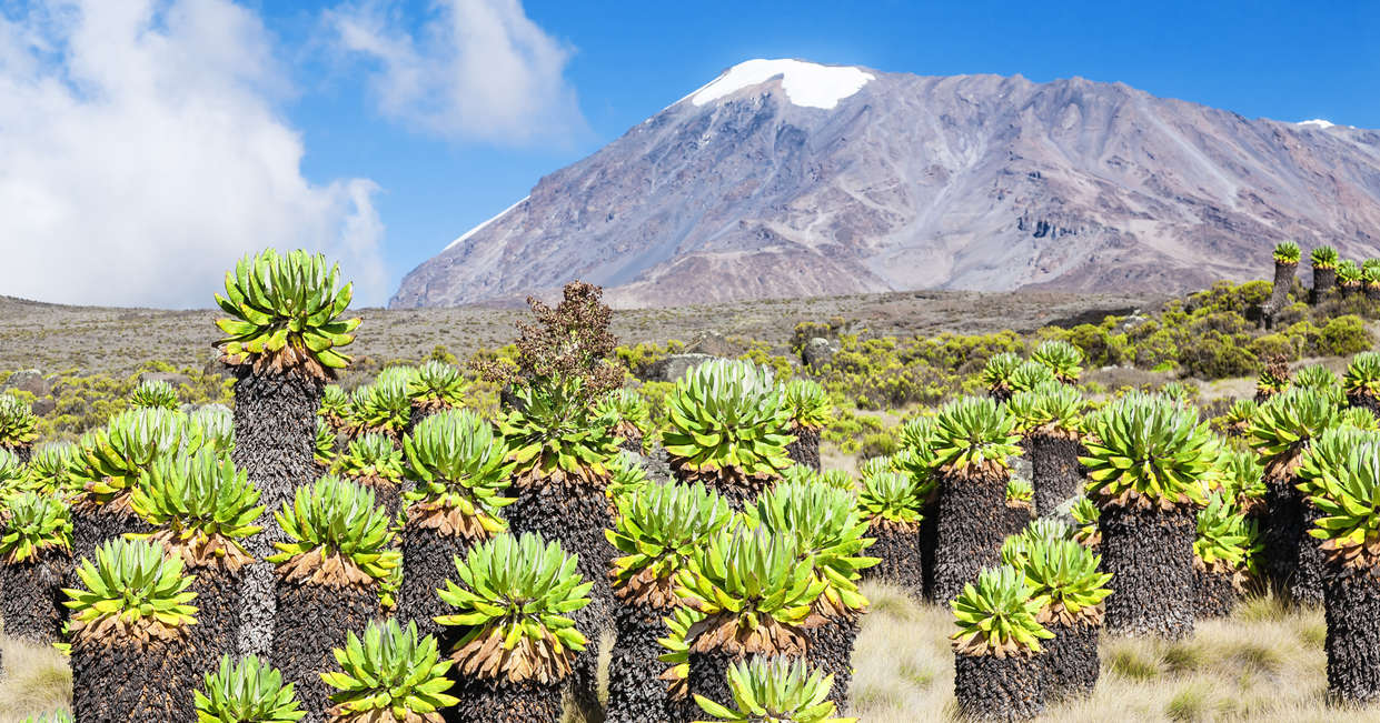 tourhub | Explore! | Kilimanjaro - Lemosho Trek 