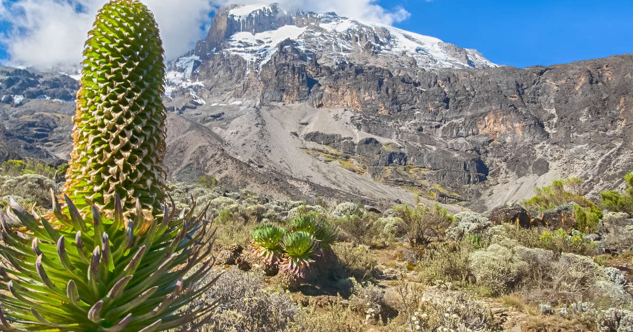 tourhub | Explore! | Kilimanjaro - Lemosho Trek 