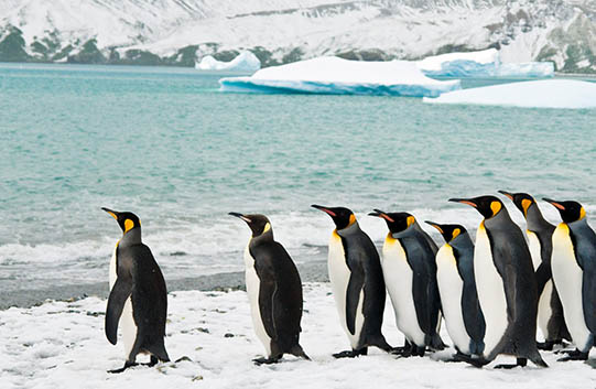 King Penguins Of The Falklands & South Georgia - Expedition - Explore