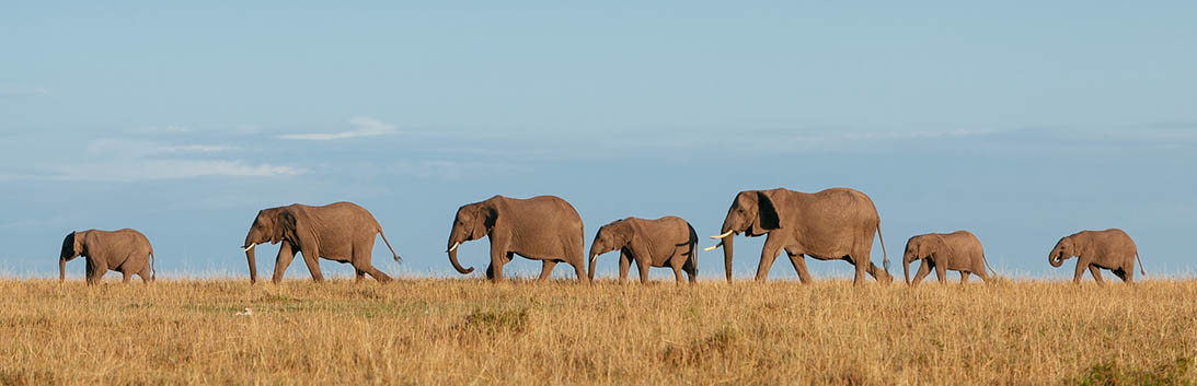 Botswana Safari Holiday With Premium Lodges - Explore